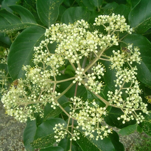 Samt-Evodia (Evodia suaveolens) 2L-Behälter