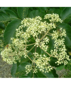 Samt-Evodia (Evodia suaveolens) 2L-Behälter