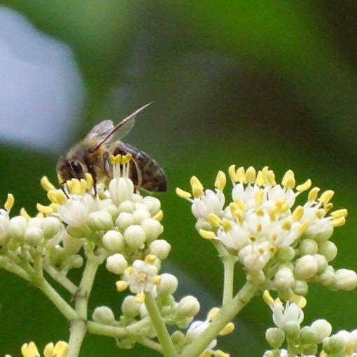 Samt-Evodia (Evodia suaveolens) 2L-Behälter