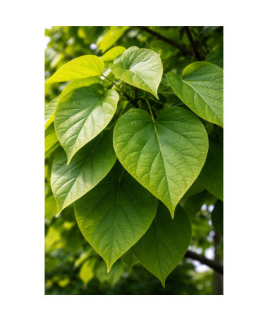 Catalpa, 2L Topf