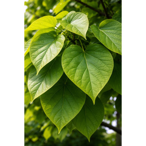 Catalpa, 2L Topf