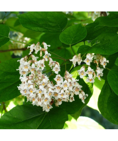 Catalpa, 2L Topf
