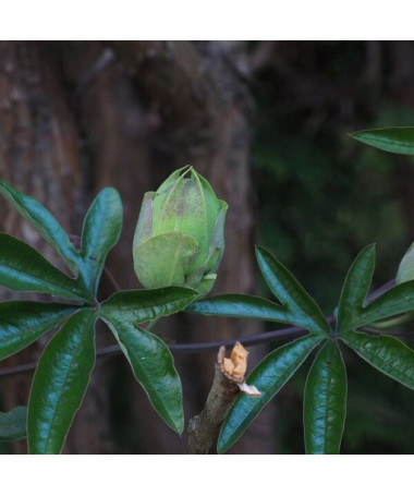 Passionsblume (Passiflora) 'Victoria' Topf, 4L