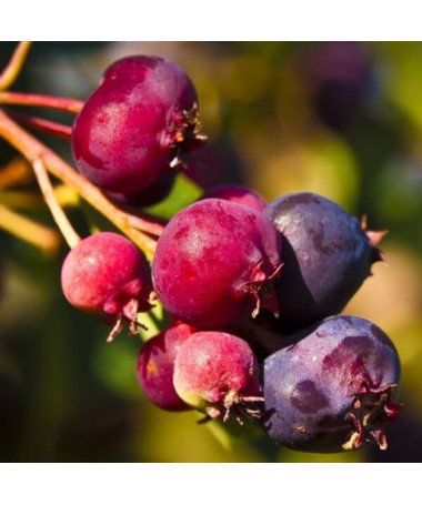 Felsenbirne (Amelanchier lamarckii) Topf, 2L