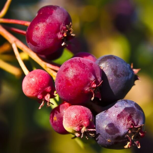 Felsenbirne (Amelanchier lamarckii) Topf, 2L