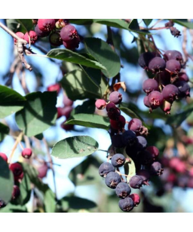 Felsenbirne (Amelanchier lamarckii) Topf, 2L