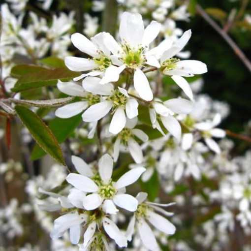Felsenbirne (Amelanchier lamarckii) Topf, 2L