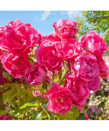 Beetrosen 'The Fairy' Topf, 2L