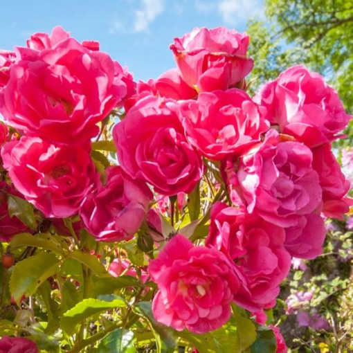 Beetrosen 'The Fairy' Topf, 2L