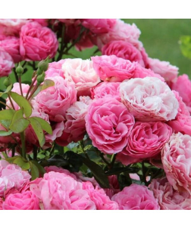 Beetrosen 'The Fairy' Topf, 2L