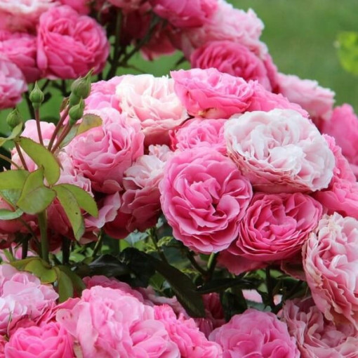 Beetrosen 'The Fairy' Topf, 2L