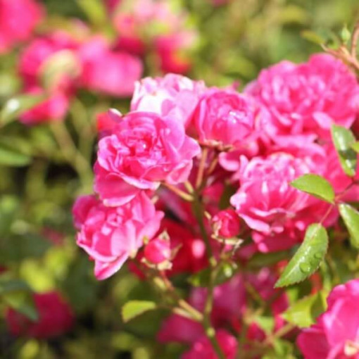 Beetrosen 'The Fairy' Topf, 2L