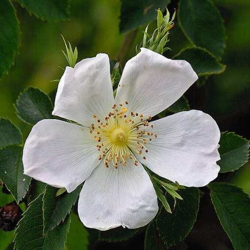 Wildrose Alba Topf, 2L