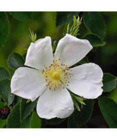 Wildrose Alba Topf, 2L