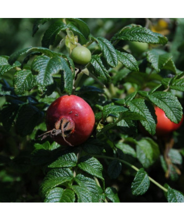 Wildrose Alba Topf, 2L