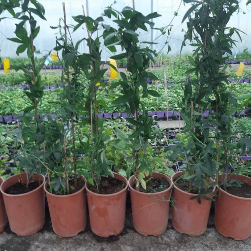 Passionsblume (Passiflora) 'Victoria' Topf, 4L