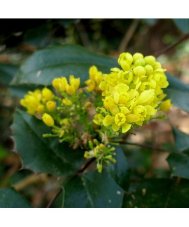 Mahonia Topf, 2L