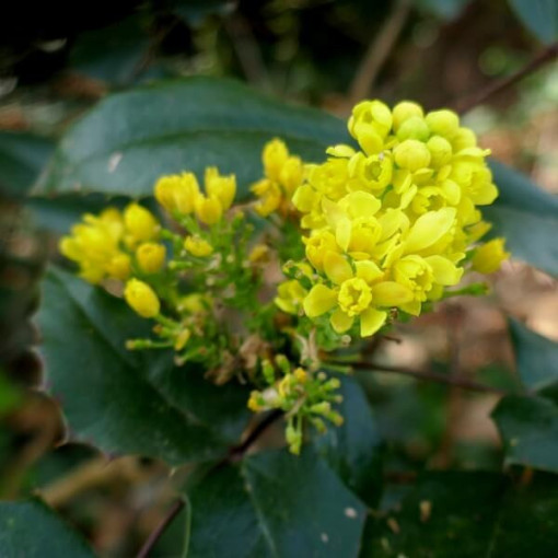 Mahonia Topf, 2L