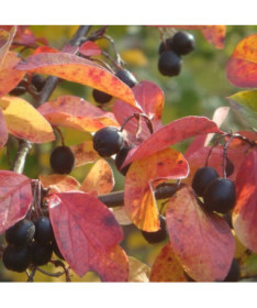 Cotoneaster im Topf, 2L