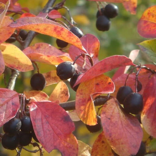 Cotoneaster im Topf, 2L