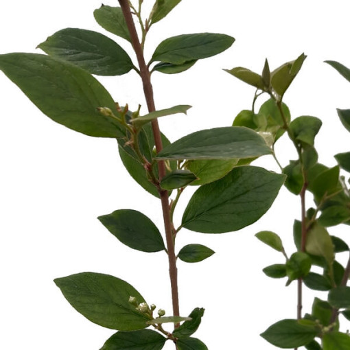 Cotoneaster im Topf, 2L