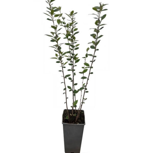 Cotoneaster im Topf, 2L