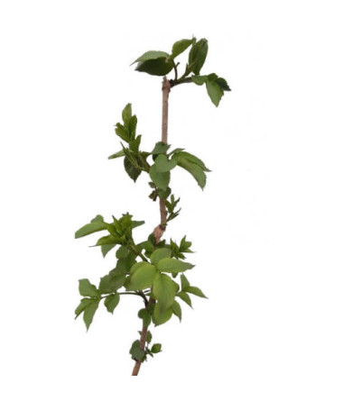 Schwarzer Holunder Topf, 2L