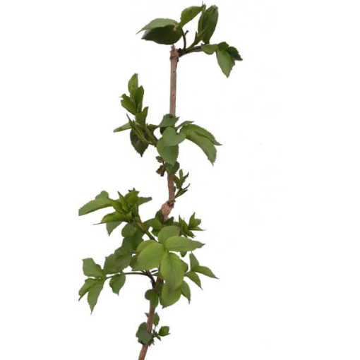 Schwarzer Holunder Topf, 2L