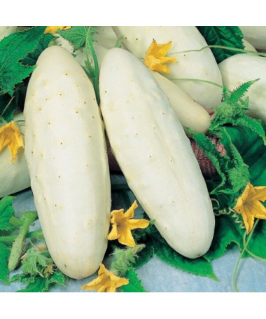 Gurke 'White Wonder' P9/C1