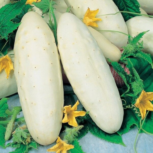 Gurke 'White Wonder' P9/C1