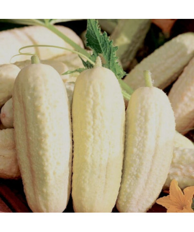 Gurke 'White Wonder' P9/C1