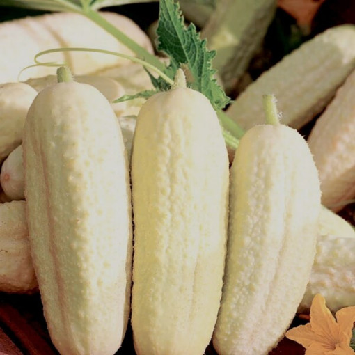 Gurke 'White Wonder' P9/C1