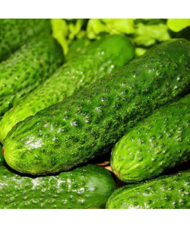 Gurke 'Śremski'