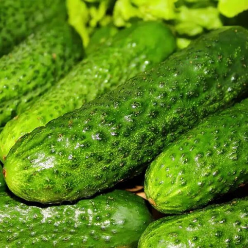 Gurke 'Śremski'