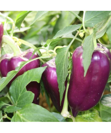 Paprika 'Purpur' P9/C1