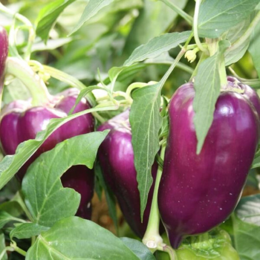 Paprika 'Purpur' P9/C1