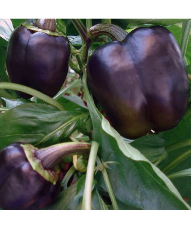 Paprika 'Purpur' P9/C1