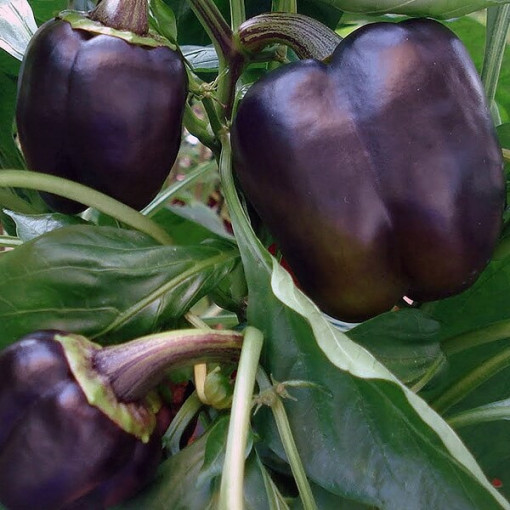 Paprika 'Purpur' P9/C1