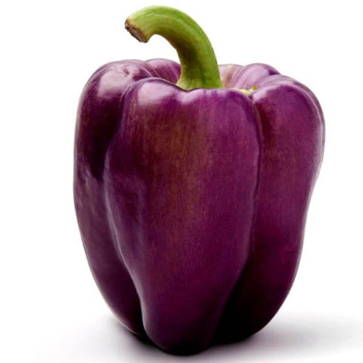Paprika 'Purpur' P9/C1