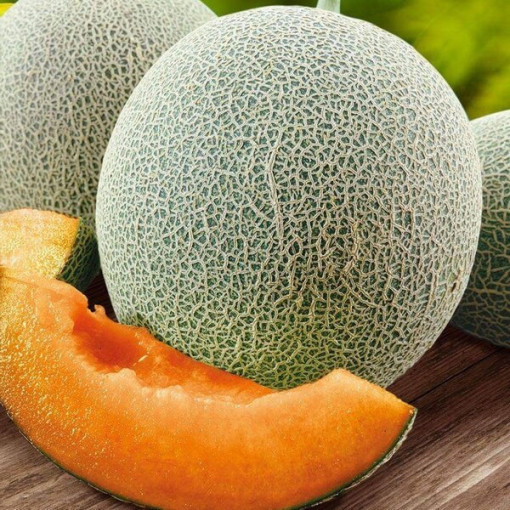 Melone 'Seledyn' P9/C1
