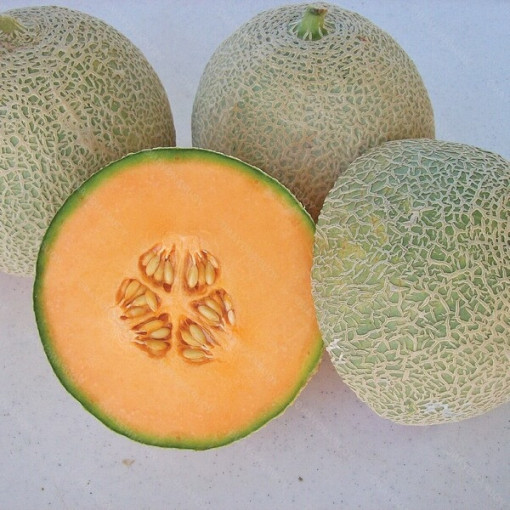 Melone 'Seledyn' P9/C1