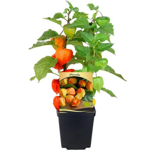 Physalis (Lampionblume) P9/C1