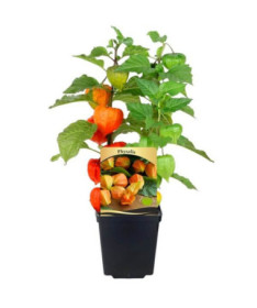 Physalis (Lampionblume) P9/C1