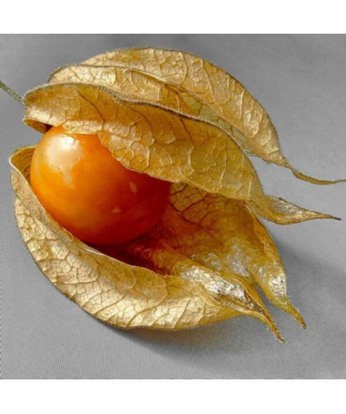 Physalis (Lampionblume) P9/C1