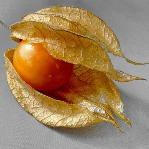 Physalis (Lampionblume) P9/C1