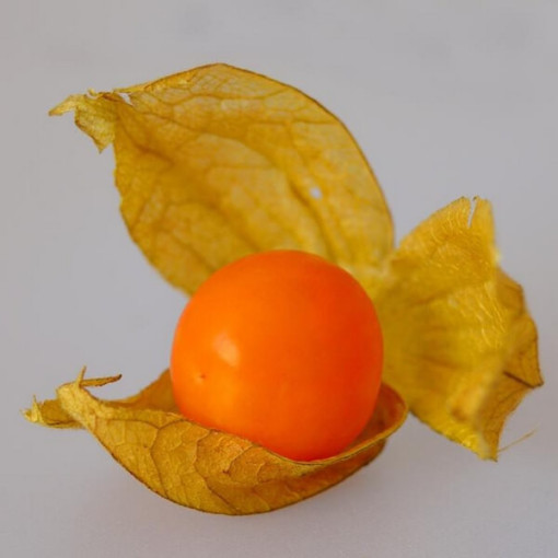 Physalis (Lampionblume) P9/C1