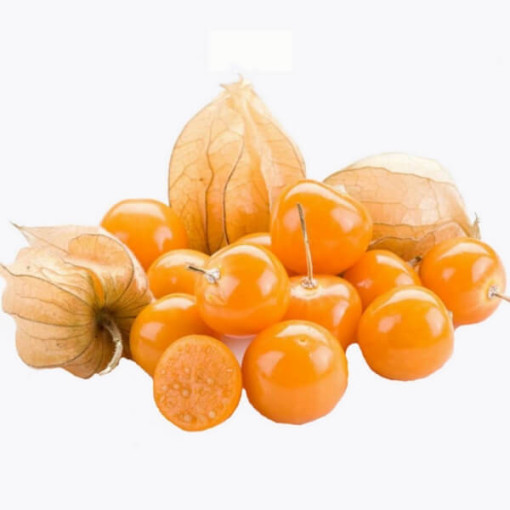 Physalis (Lampionblume) P9/C1