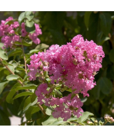 Indische Lagerstroemia (Ohne Mittag) Topf, 2L