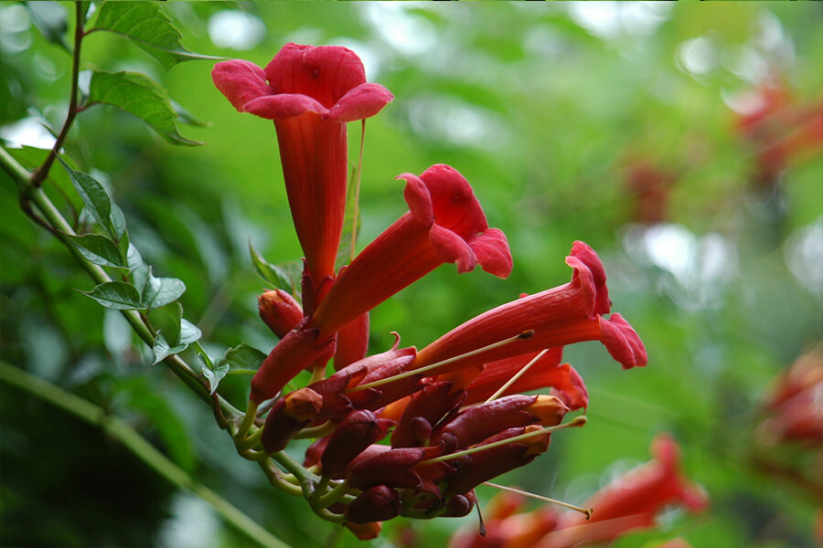 campsis-radicans.jpg